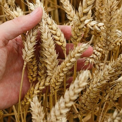 Erntedank