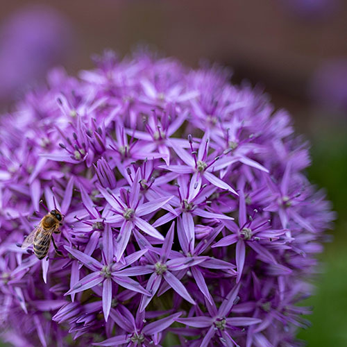 Hortensie