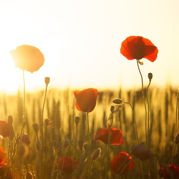 poppies / Pixabay / dani Geza
