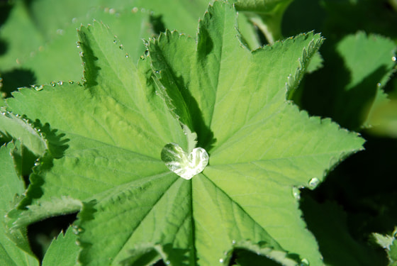 Heart shaped water droplet on a leaf 