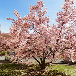 Magnolienbaum        