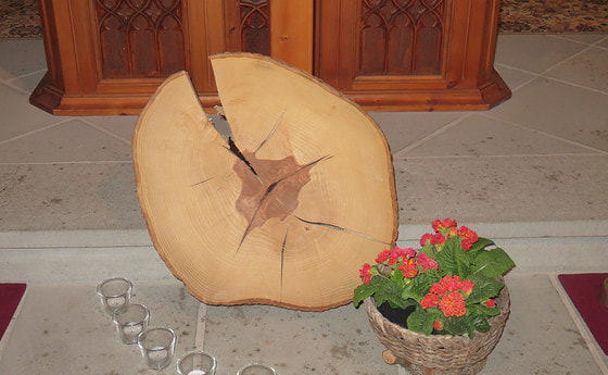 Baumscheibe mit Jahresringen