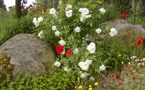 Bibelgarten