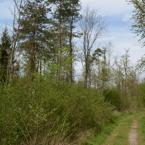 Heidewald Schieferegg - Umweltarbeit in der Diözese Linz