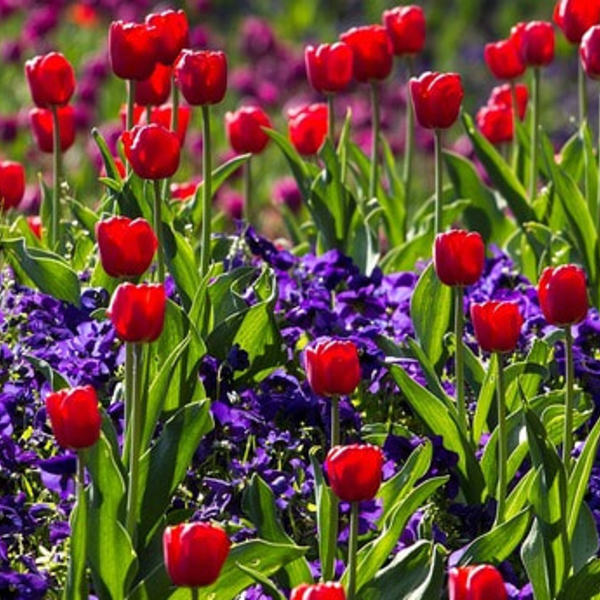 Tulpen