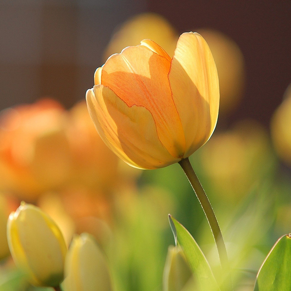 Tulpen / © Free-Photos/pixabay.com/CC0 1.0 Tulpen