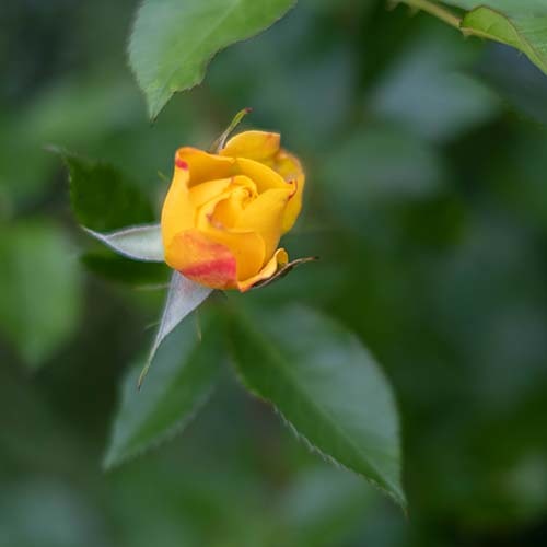 Blume
